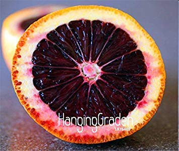 Promesse di perdita di 10 pezzi/lotto! Frais Rare MORO BLOOD orange rouge sang orange GRAINES semi di alberi da frutto