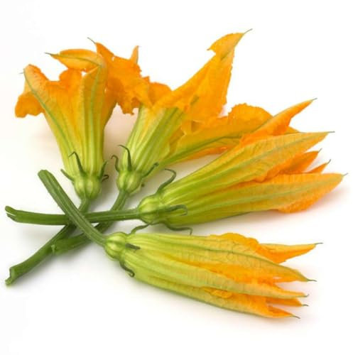 Graines en sachet hermétique, Qualité supérieure, Germination 95%, Instructions incluses, Made in Italy (FLEURS DE COURGETTES)