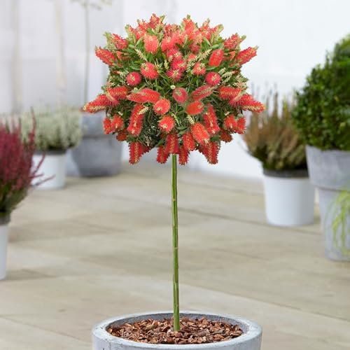 Callistemon Amarette Patio Tree - Vibrant Red Flowering Bottlebrush, Perfect for Gardens & Patios, Attracts Pollinators, Easy Care, Hardy Outdoor Plant (3 Litre Pot, 60-90cm)