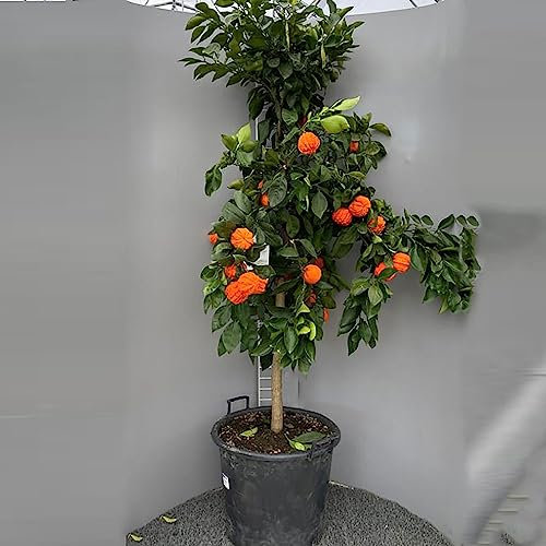 SAVINI VIVAI Orangenpflanze, gewellter Bitterorangen-Zitrusbaum im 50 cm Topf, Höhe 180–200 cm, 8–10 Jahre Veredelung, hergestellt in Italien