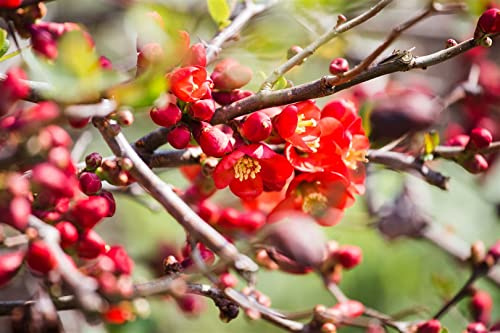Chaenomeles japonica 40–60 cm – Winterhart & Mehrjährig & Pflegeleicht – Japanische Zierquitte – Heckenpflanze für Garten & Sichtschutz