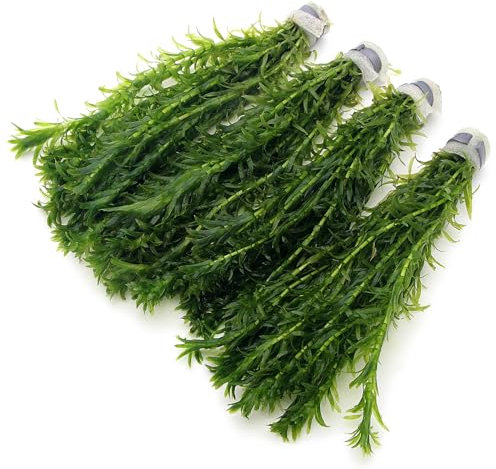 k2aqua 40 ELODEA DENSA Stems - 4 Bunches Oxygenating Weed Live Pond Plant Water Aquarium Aquatic Plants Egeria