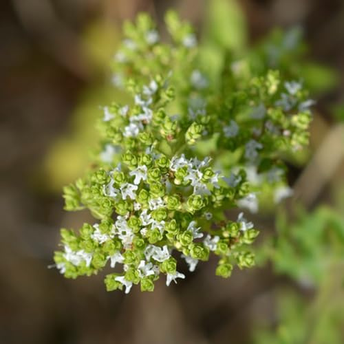 Semi di maggiorana - le da giardino roccioso sono resistenti Origano majorana - semi di selvatiche prodotti sostenibili 150pcs