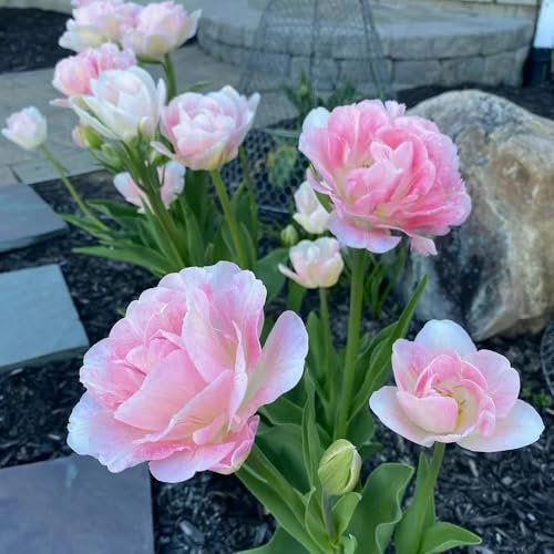 tulpenzwiebeln kaufen - bulbs - tulpenzwiebel, balkonpflanzen, gartendeko für draußen blumenzwiebeln tulpen, herbstblumen, frühlingsblumen zwiebeln winterharte pflanzen für 3pcs