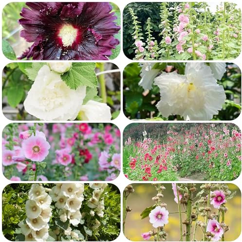 stockrosen samen winterhart mehrjährig - winterharte kübelpflanzen pflanzen samen gartenblumen mehrjährig winterhart indoor garten stockrosensamen sommerblumen samen kübelpflanzen 800pcs