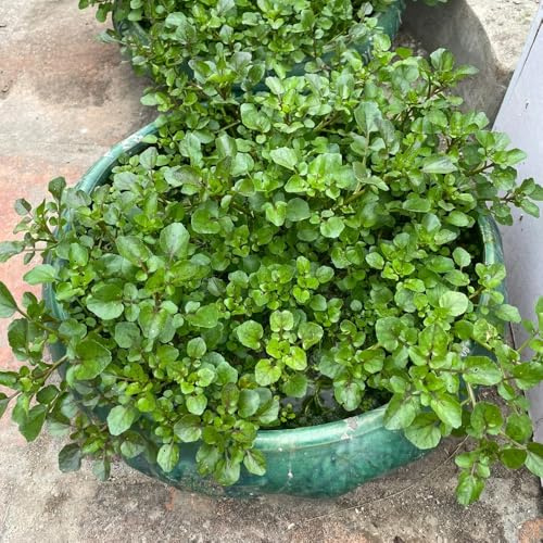 semillas de berros orgánicos - Jardín balcón, resistente 150pcs