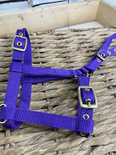 Soft Webbing Standard Foal Slip/Headcollar - Purple/Pink/Ocean Ocean