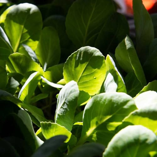 lattuga di agnello biologica da appartamento esotiche semi di varietà antiche invernali, orto resistente da giardino perenni resistenti varietà 600semi