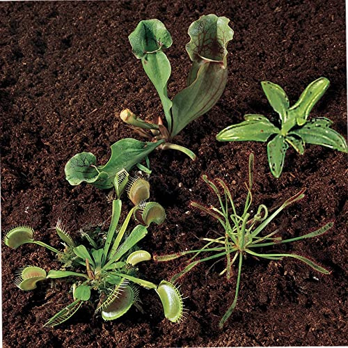 Carnivorous Plants Collection, Living