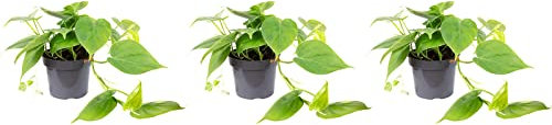 3er-Set Baumfreund - Höhe ca. 20 cm, Topf-Ø 12 cm - Philodendron scandens