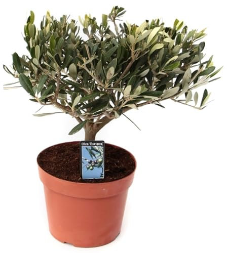 Olivenbaum - Olea europaea - Höhe ca. 45 cm, Topf-Ø 13 cm