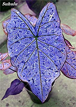 Seeds 120 PC Del Bello Begonia Seeds bonsai flowers in Begonia Vase Plants for garden balcony coleus beauty seeds your personal garden 12: Only Seeds