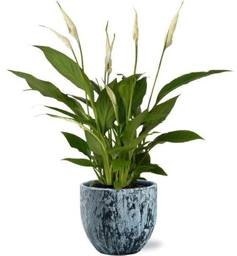 Spathiphyllum Bingo Cupido - Einblatt - Zimmerpflanze - Ø12cm - 45cm + Sem Topf Blau Ø14x13cm