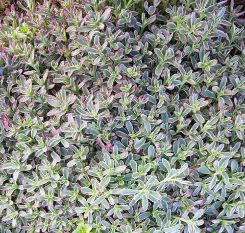Sedum spurium 'Tricolor' / Orpin bâtard panaché/Conteneur de 2 à 2.9 litres/Succulente