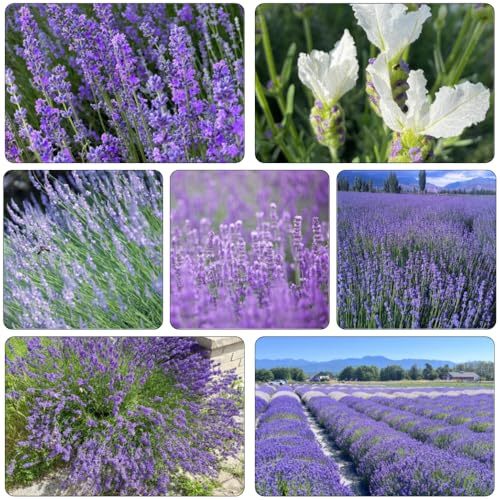 lavendelsamen kräuterpflanzen sommerblumen blumendeko topfpflanzen echt blumengarten küchenkräuter kräutersamen lavendel schnittblumen gartenkräuter wildkräuter blumenwiese 50samen