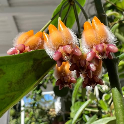 Hoya, variedades antiguas orgánicas roca silvestres jardín al aire libre rocas en interior Cubresuelos 15semillas