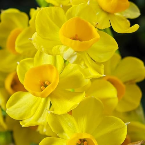4bulbos narcisos resistentes perennes - eciente perenne, reales frescas, adornos de jardín para exterior de primavera