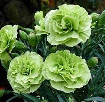 100 teile/beutel, nelkensamen, dianthus caryophyllus, topfpflanzen, pflanzjahreszeiten, blühende pflanzen