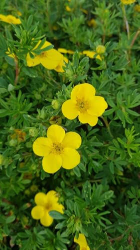 Potentilla fruticosa 'Goldfinger' / Potentille arbustive jaune/Conteneur de 3 à 4 litres