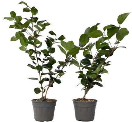 Plant in a Box - Camellia japonica 'Bonomiana' - 2er Set - Japanische Rose - Kamelie pflanze Winterhart - Topf 15cm - Höhe 50-60cm