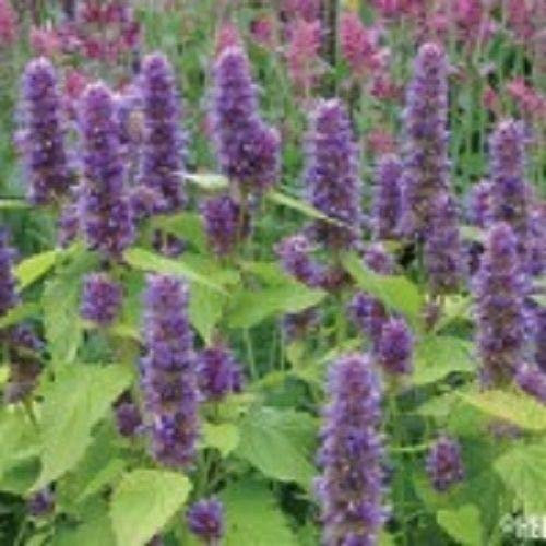 50 + semi/confezione semi di Fiori di Lavanda issopo Agastache/perenni