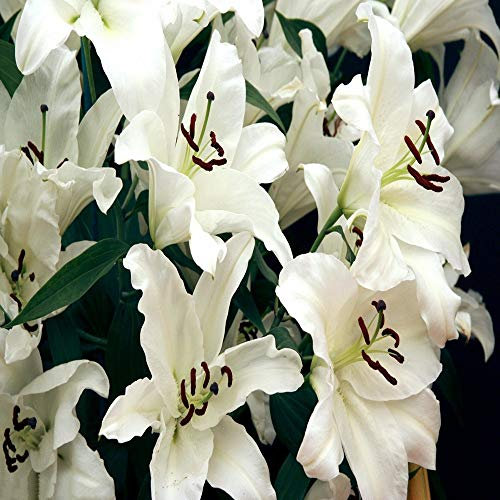 Bulbes de Lys Oriental Vivaces - Plantes en Pot ou Jardin Description Fleurs (4, blanc)