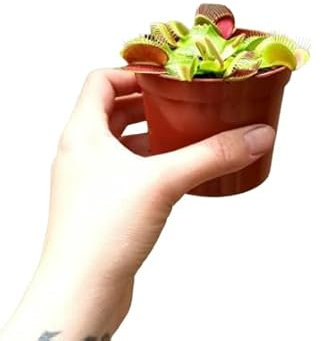 Venus - Dionaea Muscipula - Planta Natural - Planta Carnívora - 9cm ⌀