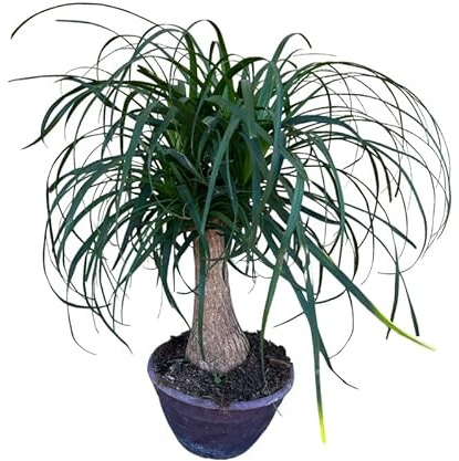 Pianta di Beaucarnea Recurvata Mangiafumo Elimina Odori da Interno Vaso 25 cm