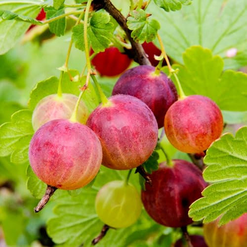 Achilles Gooseberry - Shrub with Large Red Berries - Sweet-Tart Flavour - Ideal for Gardens - Plant in Pot (3 Litre Pot, 30-50cm)