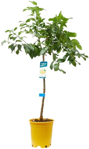 Verdecora Limonero 4 estaciones Eureka Árbol cítrico en maceta de 10L | Para plantar en huerto o jardín | Frutas abundantes | Planta natural de exterior (Limonero)
