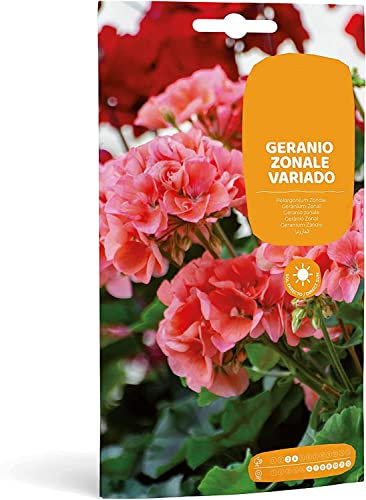 Semillas Flores Geranio para Balcón, Terraza y Jardín Mix Color