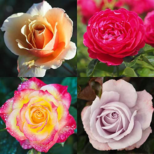 Hybrid Tea Bush Rose Container Collection - 4 x Potted Hybrid Tea Bush Roses, Chosen by us at time of Dispatch - Sale