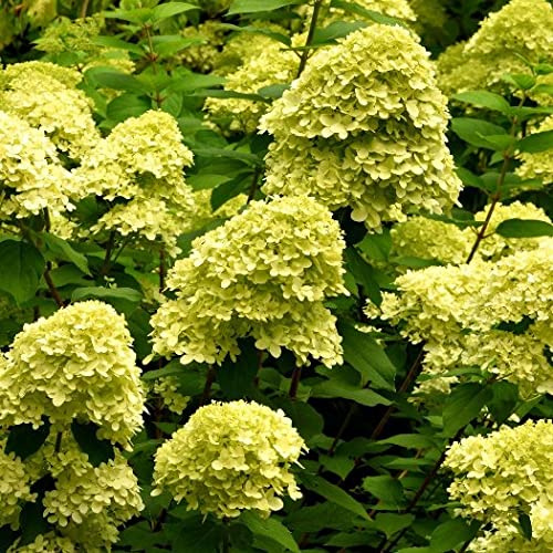 Vivai le Georgiche - Pianta vera di Hydrangea paniculata Mojito Hydrangea macrophylla 'Grhp10' Ortensia paniculata 'Mojito' - vaso Ø 18 cm