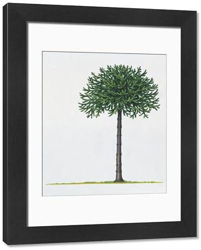 Media Storehouse Araucaria araucana Framed Print - Modern Frame 22x18 (58x48cm) (13541659)