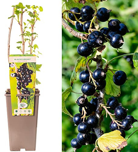 Blackcurrant Ribes Ben Tirran | Deciduous Fruit Plant Shrub | 30-50cm Potted