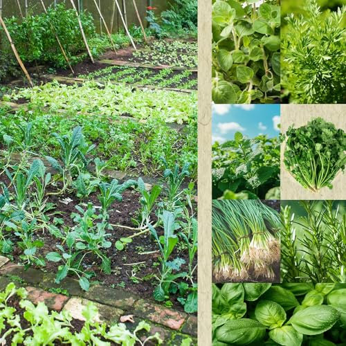Kräutersamen Set - 7 Sorten Samen - Saatgut Sortiment - Anzuchtset für Küchenkräuter - Basilikum, Petersilie, Koriander, Rosmarin und mehr, für den eigenen Kräutergarten