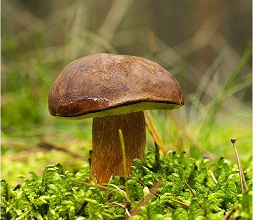 Boletus Badius – Myzel – Pilzwald – Pflanzen Sie Ihre eigenen Pilze an!