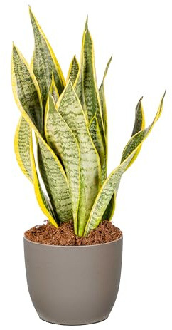 Bonplants Sansevieria Futura Superba, Pianta Vera, Lingua di Suocera Purifica Aria (Vaso Tortora)