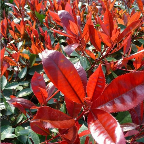 Heirloom 100 Seeds Photinia Fraseri Frasery Serrulata Red Tipluohu Flower Seeds Red Robin Bulk Seeds T013: Only seeds