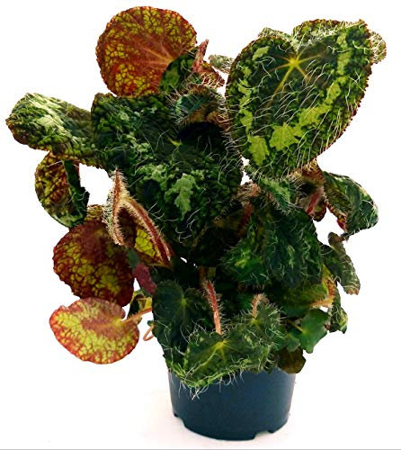 POWERS TO FLOWERS - BEGONIA REX SIZEMOREA, VASO 13CM pianta vera