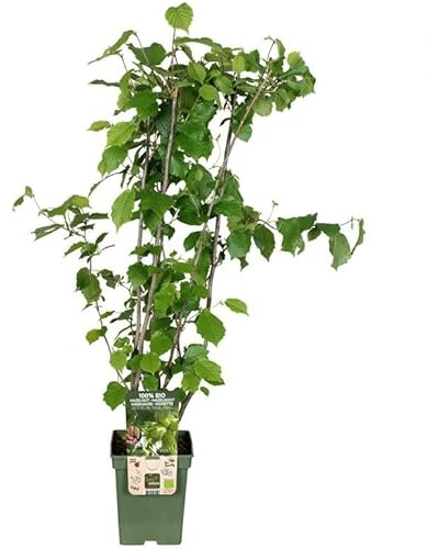 Corylus avellana „Lange Spaanse“ - Spanische Haselnuss, winterharter Zierstrauch 100–120 cm inkl. Topf, essbare Nüsse, pflegeleicht, blickdicht, ideal für Garten & Hecke