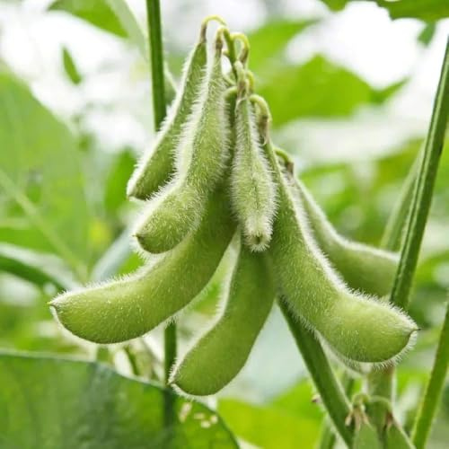 semillas de frijol edamame semillas de edamame balcón invernadero trepadoras resistentes, para bancales elevados Comprar invierno 85pcs