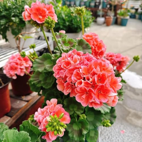 semi di geranio pendenti Aiule rialzate per il giardino da giardino roccioso da appartamento esotiche balcone serra interna Vecchie varietà resistenti 125pcs