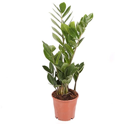 Zamioculca - Maceta 14cm. - Altura aprox. 40cm. - Planta viva - (Envío sólo a Península)