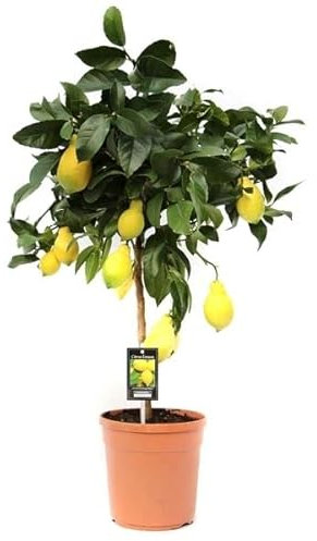 DECOALIVE Árbol Frutal Natural Limonero Planta Limones Natural