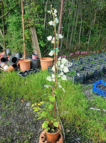 Pianta Albero frutti di bosco Uva spina rossa - Imballaggio speciale protettivo