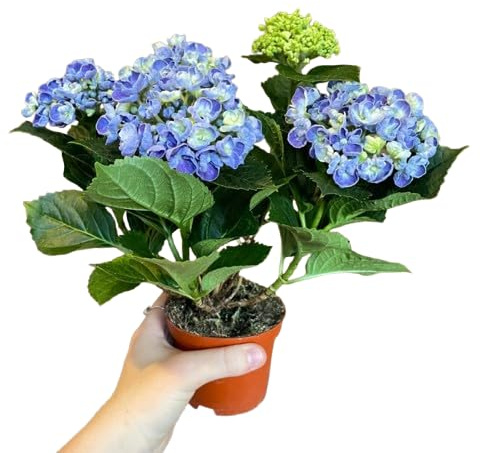 Planta de Hortensia Azul Natural Ideal para Balcones Patios y Jardines