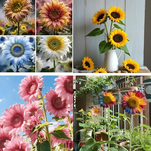 200+ Sunflower Flower Seeds for Planting, Mixed Color Exotic Sunflower Seed, Heirloom Non-GMO Perennial Rare Sunflower Flower Seeds for Garden Home Chocolate