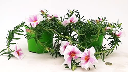 POWERS TO FLOWERS - PORTULACA GRANDIFLORA BICOLORE, 2 PIANTE, VARIETA' A FIORE GRANDE, piante vere