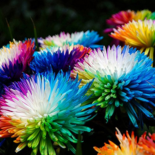 100 Stück Chrysanthemen Pflanzen Samen, Blumensamen für Garten und Balkon, Chrysanthemen Samen, Garten Blumen, Ideale Garten Pflanzen, Balkon Pflanzen (Regenbogen)